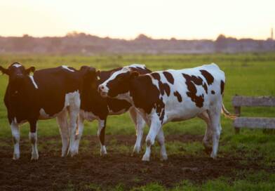Leite aumenta mais de 9% para os produtores gaúchos