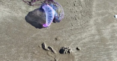 Águas-vivas seguem aparecendo nas praias do Litoral Sul