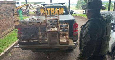 Ação ambiental resgata aves mantidas irregularmente em residência no Norte do RS