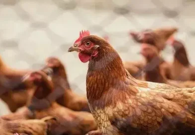 Guerra no Oriente Médio pressiona exportações de frango do Brasil