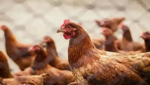 Guerra no Oriente Médio pressiona exportações de frango do Brasil