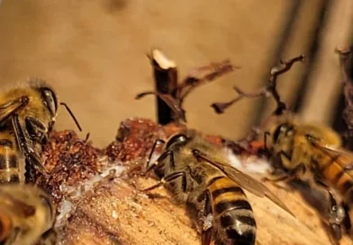 Ciência revela diferencial da própolis do Pampa