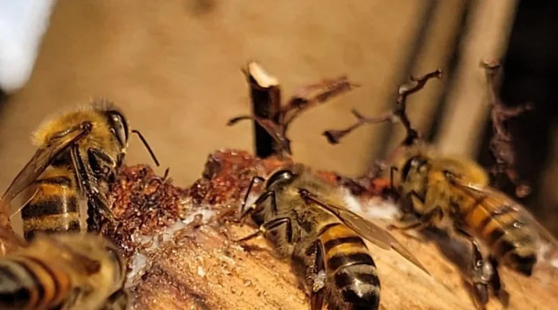 Ciência revela diferencial da própolis do Pampa
