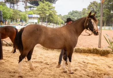 Cavalo Crioulo traz a inédita “Prova Passaporte”