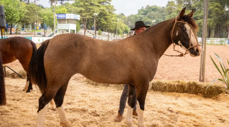 Cavalo Crioulo traz a inédita “Prova Passaporte”