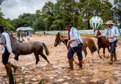Cavalo Crioulo atraiu público neste sábado com Admissão e Julgamentos Morfológicos