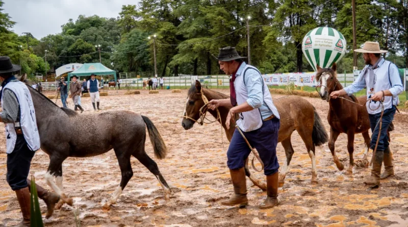 Cavalo Crioulo atraiu público neste sábado com Admissão e Julgamentos Morfológicos
