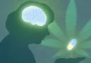 O efeito da cannabis sobre idosos com Alzheimer