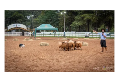 Cães adestrados encantam público na Expo Tapejara