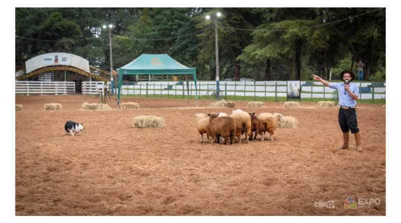 Cães adestrados encantam público na Expo Tapejara