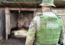 Brigada Militar flagra crimes ambientais em São Domingos do Sul
