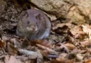 Hantavírus no Brasil: saiba quais os riscos e como prevenir a doença