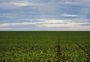 Fazenda estuda Fundo Garantidor para dívidas rurais