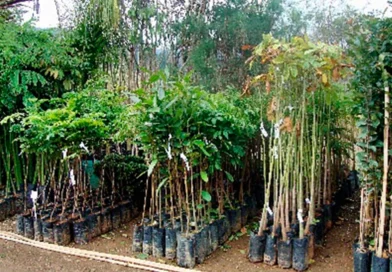 STR abre período de encomendas de mudas frutíferas e ornamentais