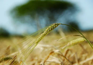 Em tempos de El Niño, confira estratégias para realizar uma boa safra de inverno