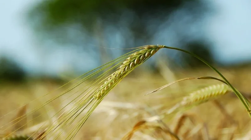Em tempos de El Niño, confira estratégias para realizar uma boa safra de inverno