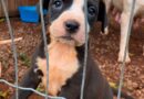 Prefeitura de Tapejara conquista novos recursos estaduais para fortalecer ações de proteção e bem-estar animal!