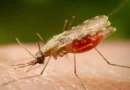 Cientistas da Fiocruz podem produzir vacina completa contra a malária