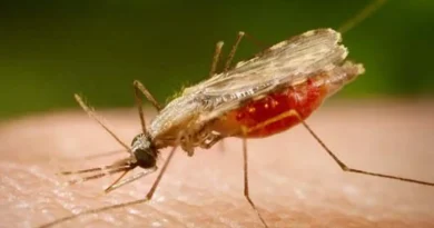 Cientistas da Fiocruz podem produzir vacina completa contra a malária