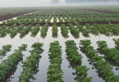 Governo monitora impactos do “Super El Niño” no agronegócio