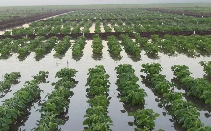 Governo monitora impactos do “Super El Niño” no agronegócio